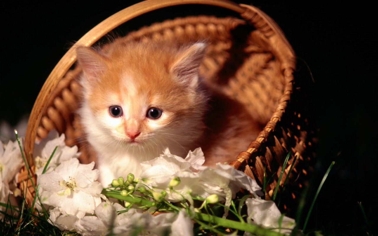 如何判断猫喉咙里是否有异物？