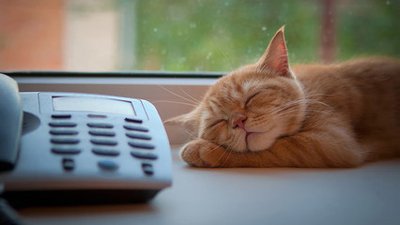 猫咪决定领地的方式是什么?
