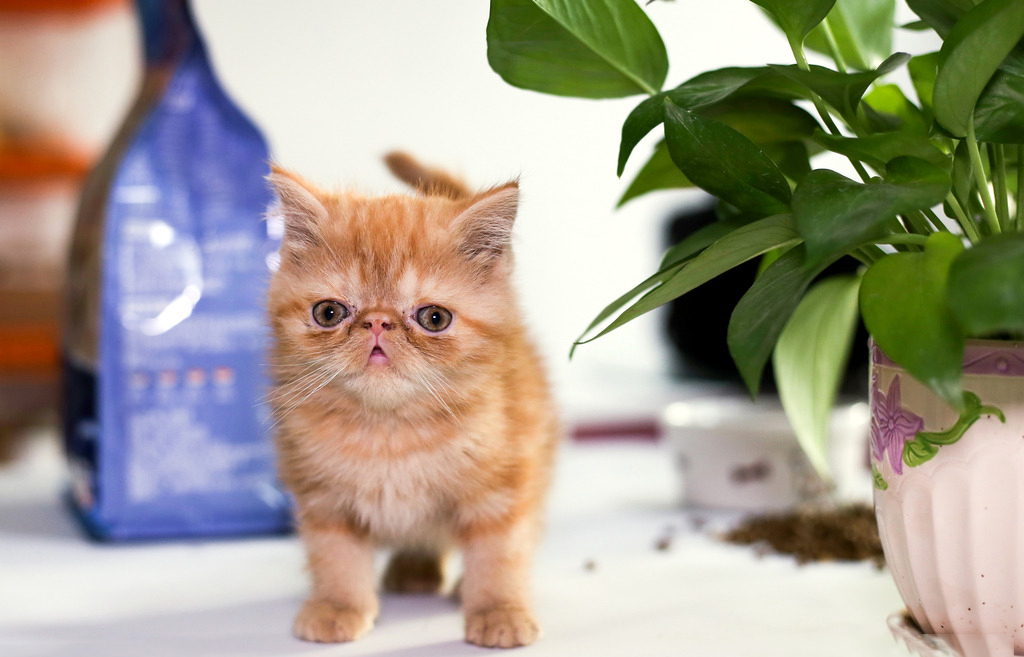 如何防止猫引起的室内气味？