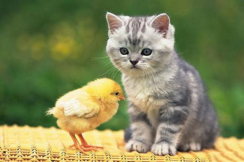 如何防治宠物猫耳疥疮?