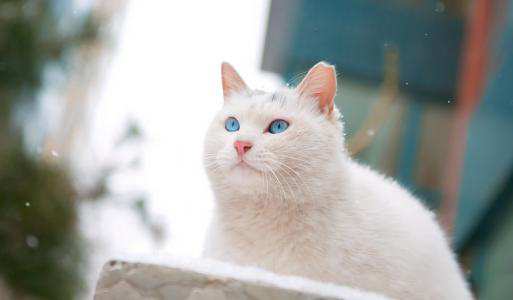 如何防治宠物猫耳疥疮?