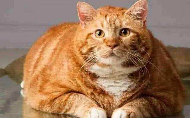 看了这些才明白为什么很多人都喜欢养橘猫！