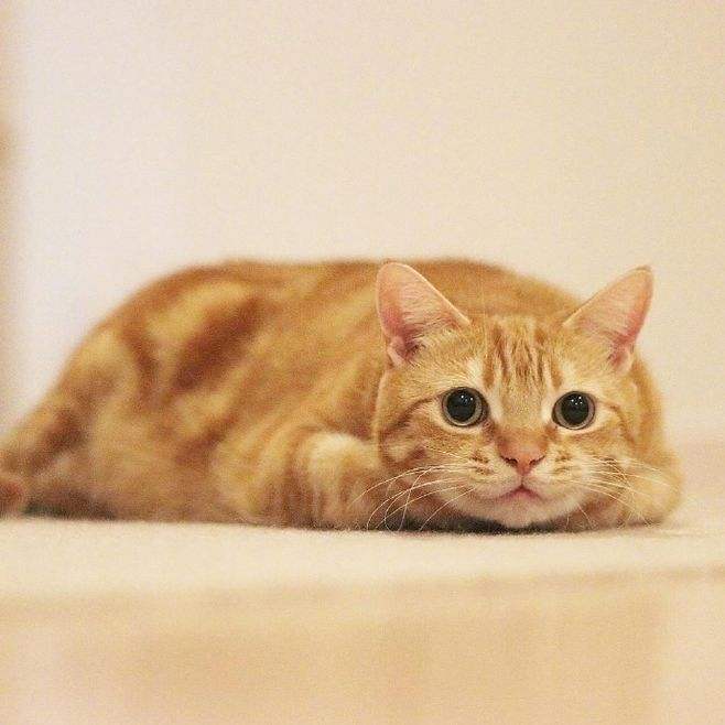 看了这些才明白为什么很多人都喜欢养橘猫！