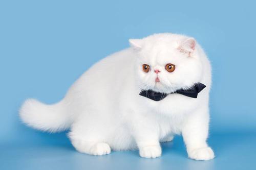 波斯猫怎么养？波斯猫性格特点解析