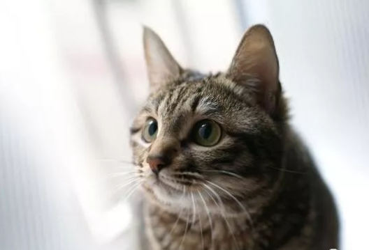 狸花猫在国外相当于中国人眼中的“布偶猫”这是真的吗？