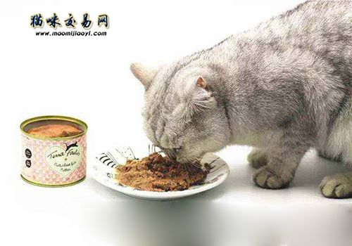 江苏猫舍纯种波斯猫价格卖多少钱？