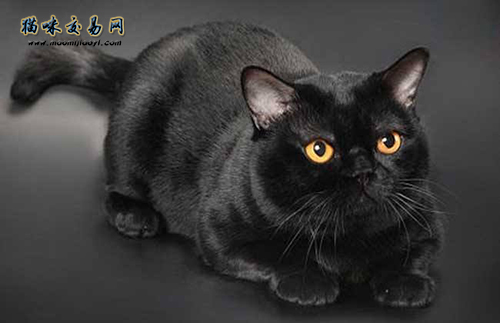 江苏猫舍纯种波斯猫价格卖多少钱？