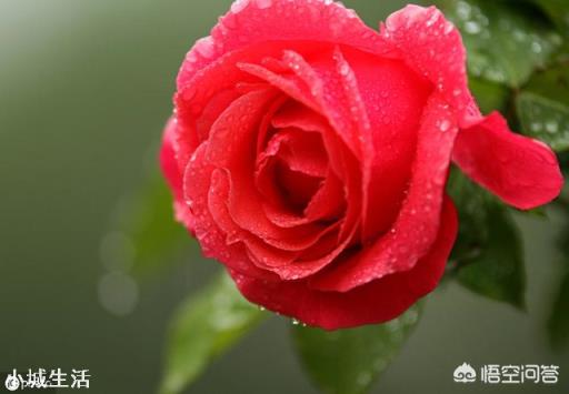 养护月季花的时候，大水大肥是不是能让月季花长得更茂盛？为什么？