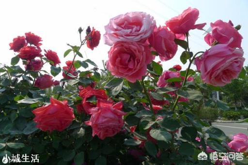 养护月季花的时候，大水大肥是不是能让月季花长得更茂盛？为什么？
