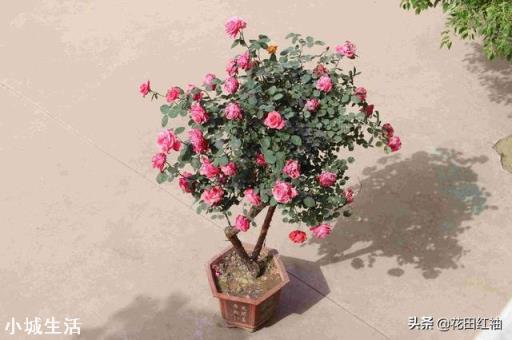 养护月季花的时候，大水大肥是不是能让月季花长得更茂盛？为什么？