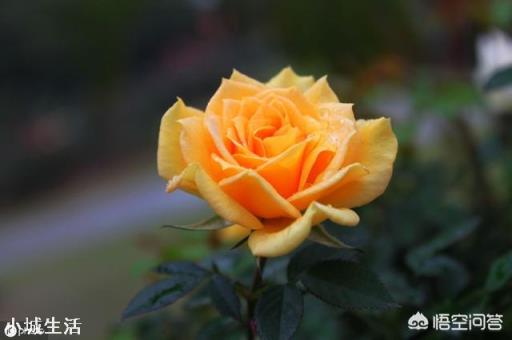 养护月季花的时候，大水大肥是不是能让月季花长得更茂盛？为什么？