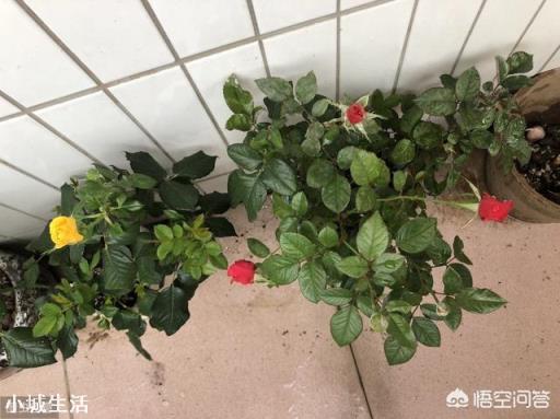 养护月季花的时候，大水大肥是不是能让月季花长得更茂盛？为什么？