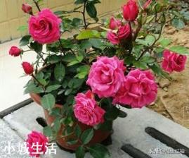 养护月季花的时候，大水大肥是不是能让月季花长得更茂盛？为什么？
