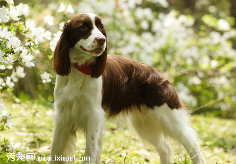 如何选购一只聪明易训的史宾格犬