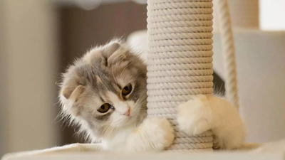 猫咪拉肚子该怎么办？什么导致腹泻？