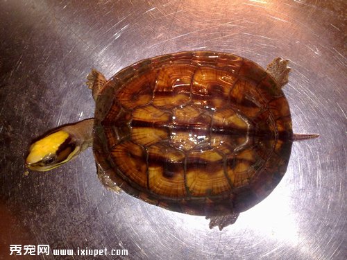 金钱龟饲养中喂食什么食物是最好的?