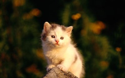 在宠物店放猫有什么预防措施？