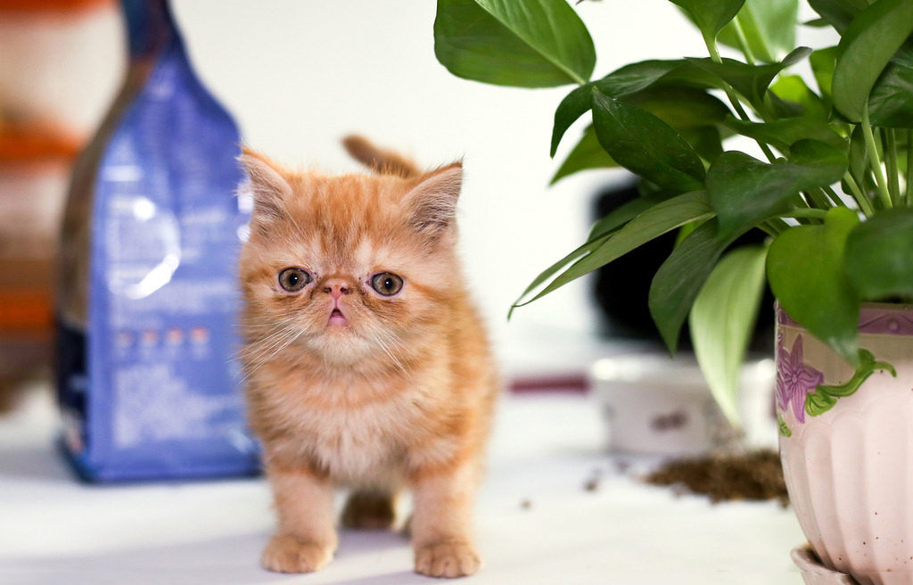 在宠物店放猫有什么预防措施？