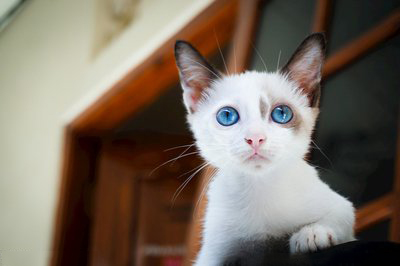 猫咪尿血我该怎么办？如何解决宠物猫的感冒和