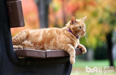 橘猫多少钱一只?橘猫价格盘点