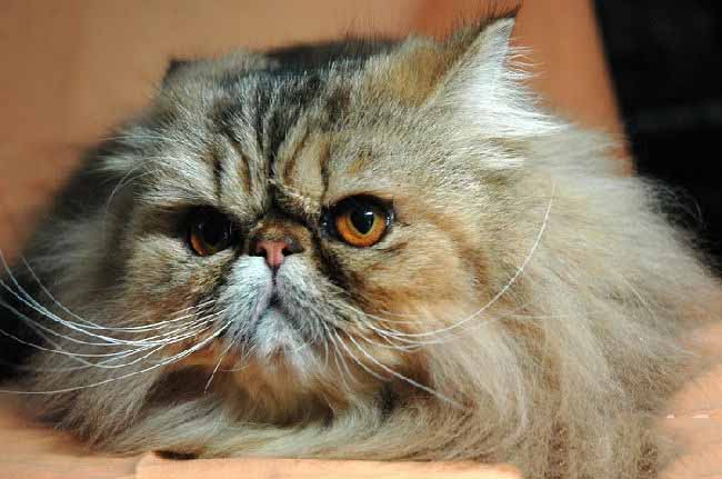 橘猫多少钱一只?橘猫价格盘点