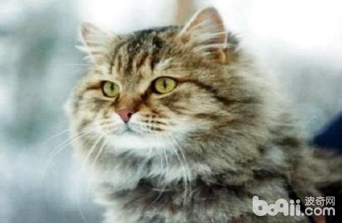 西伯利亚猫多少钱一只？西伯利亚猫价格