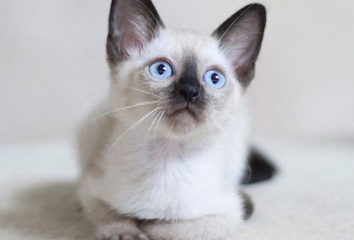 四川纯种英短蓝白宠物猫价格多少钱？