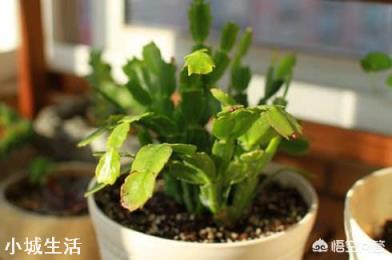 养花需要散光，散光是什么意思？花放在什么地方算散光？
