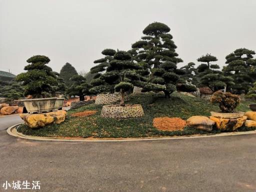 罗汉松盆景长的慢，怎么才能让它长得更快？
