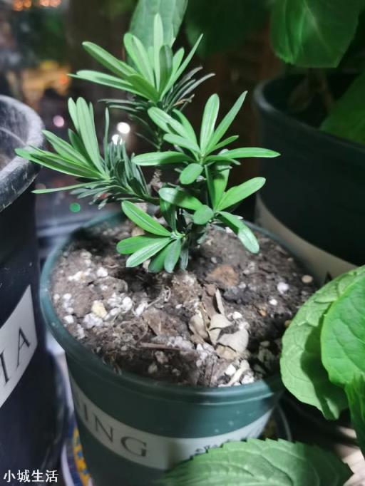 罗汉松盆景长的慢，怎么才能让它长得更快？