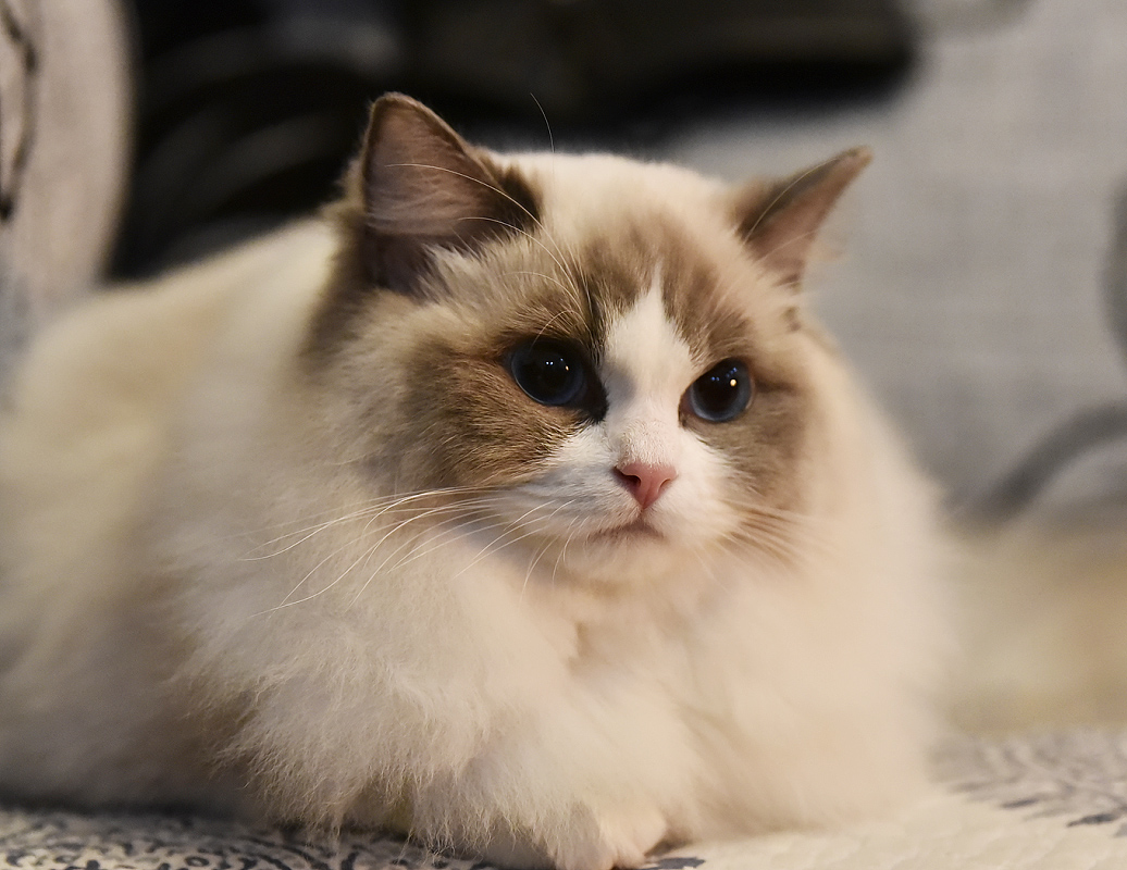 布偶猫的特点以及价格是多少钱?