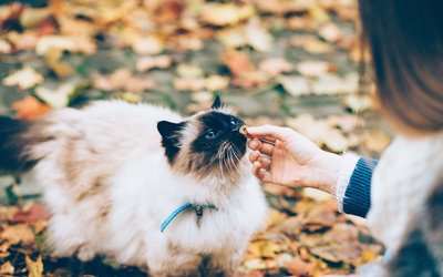 宠物猫经常拉肚子怎么办?用什么方法解决?