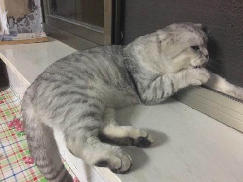 美国短毛猫喜欢抓沙发怎么办 训练美短不乱抓沙发