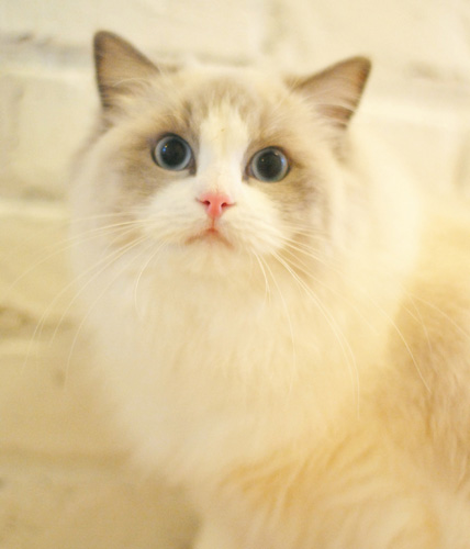 一只布偶猫多少钱 价格太低可能品种不纯