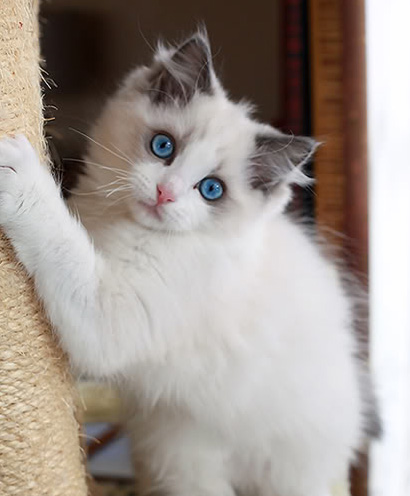 布偶猫的寿命 如何饲养可以延寿