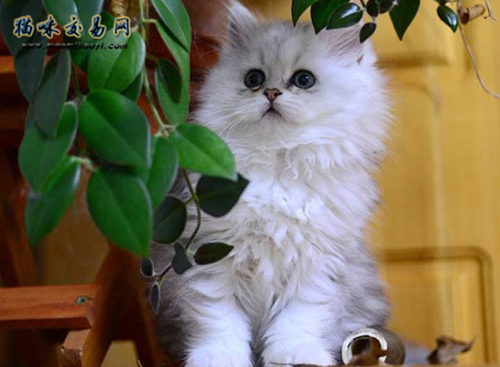 上海cfa猫舍的加菲猫价格多少钱？