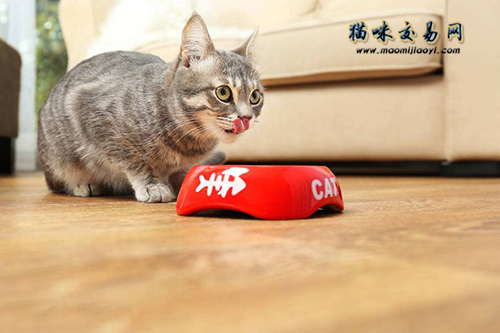 上海cfa猫舍的加菲猫价格多少钱？