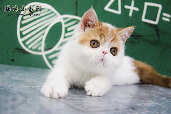 纯种加菲猫大概多少钱一只
