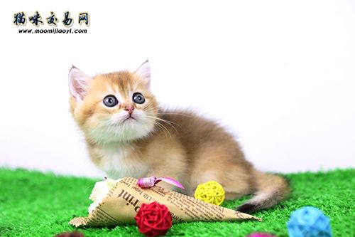 纯种加菲猫大概多少钱一只
