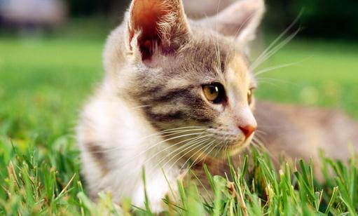 如何去训练猫咪？训练猫咪有什么技巧