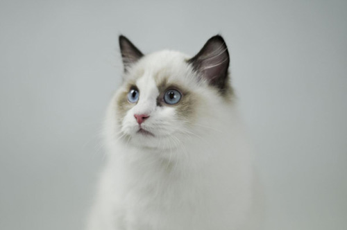 训练猫猫睡在固定地点 反复训练养成习惯