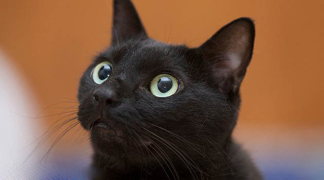 中国玄猫价格，给猫咪修剪指甲的正确方法