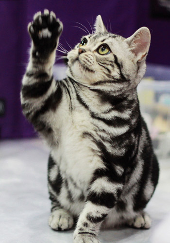 中国玄猫价格，给猫咪修剪指甲的正确方法