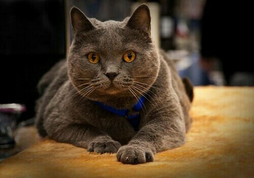 中国玄猫价格，给猫咪修剪指甲的正确方法