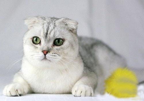 折耳猫价格为什么那么高，选购折耳猫应该注意哪些事项