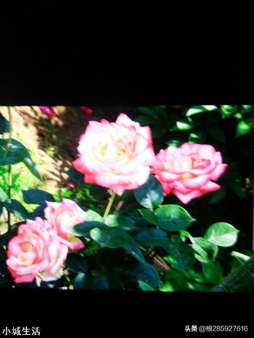 11月份,月季花最后一波秋花,花谢后需要怎么修剪?