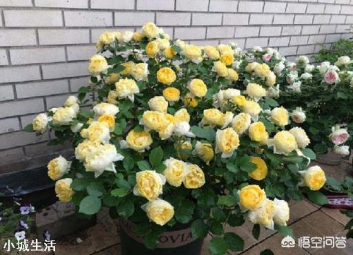 11月份,月季花最后一波秋花,花谢后需要怎么修剪?