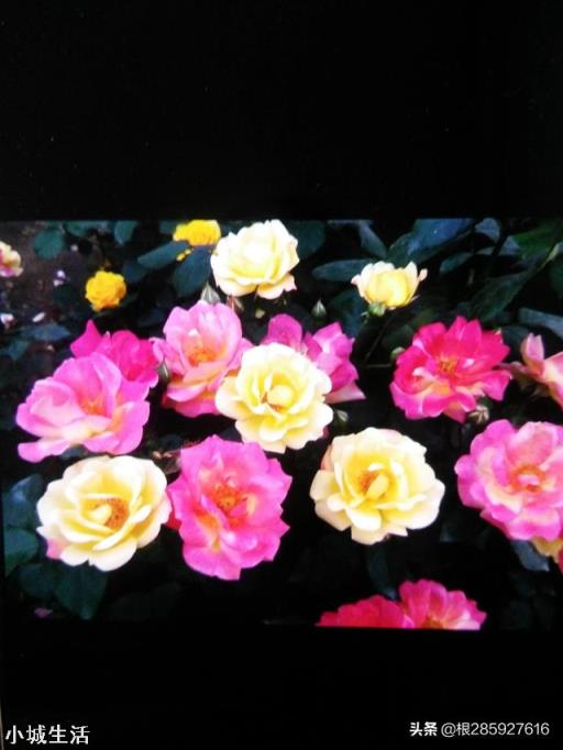 11月份,月季花最后一波秋花,花谢后需要怎么修剪?