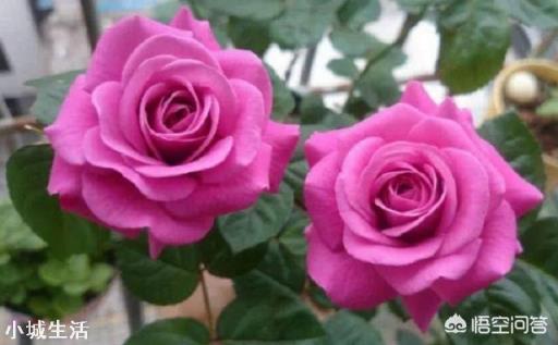 11月份,月季花最后一波秋花,花谢后需要怎么修剪?