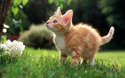 新养的猫一直叫是怎么回事？可以怎么判断？